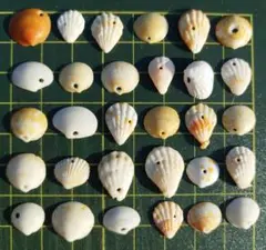 貝殻　穴開きセット　30個ミックス【116】