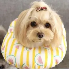 Item thumbnail for item 96c8fdff-d8ff-4f97-b406-9d31deb0bdc5