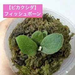2025年最新】フィッシュボーン ビカクシダの人気アイテム - メルカリ