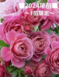 バラ花苗　切り花品種　和薔薇　あおい　蕾あり　接ぎ木苗 バラ花苗 切り花品種 和薔薇 あおい 蕾あり 接ぎ木苗 - メルカリ