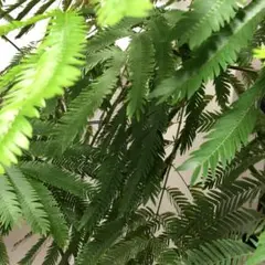 専用ご確認用