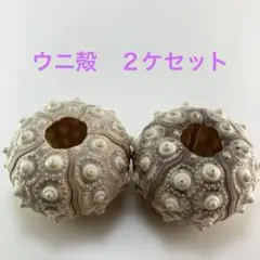 NO.67-179 スプートニックアーチン(ウニ殻) 濃淡　２ケセット
