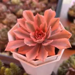 【速達付】32 ピンクフリル錦　別名→フィレンツェ錦　輸入苗　多肉植物 2025年最新】フィレンツェ 多肉の人気アイテム - メルカリ