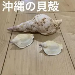 天然貝の3個セット