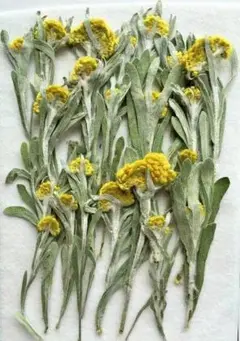 押し花　母子草　20本　K-35