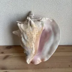 希少古代特大肉厚桃色法螺貝　（ピンク貝）法螺貝　ほら貝　ホラガイ❣️コンク貝笛 古代桃色法螺貝（ピンク貝）法螺貝 ほら貝 ホラガイ❣️コンク貝