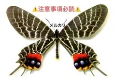 2025年最新】標本 シボリアゲハの人気アイテム - メルカリ