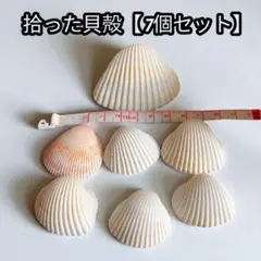 拾った貝殻【7個セット】ハンドメイドの材料 夏休みの課題に如何ですか
