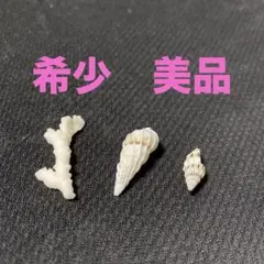 オオイトカケ（イトカケガイ科）　蓋付 58mm 特大 2025年最新】オオイトカケの人気アイテム - メルカリ