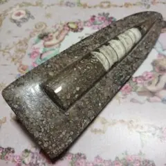 オルソセラス 化石 A-1