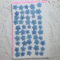 押し花　勿忘草50枚
