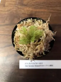 ボルネオのピローモス KSB コケシノブ ボルネオピローモス