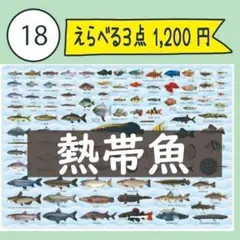 【18番】淡水・熱帯魚大全 下敷き1枚 ピラルク・アロワナ・エンゼルフィッシュ