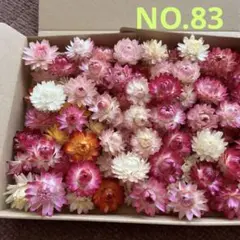 貝細工☆ヘリクリサム　A5お箱65個以上