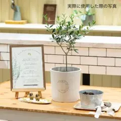 【植樹の儀】セット 人前式 ゲスト参加型 植樹セレモニー オリーブ植樹