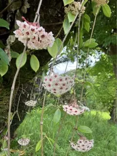 綺麗な花❤️写真ハガキサイズです❤️