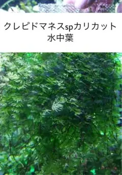 2025年最新】クレピドマネスの人気アイテム - メルカリ
