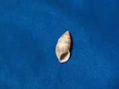 貝標本　キカイキセルガイモドキ　美品個体