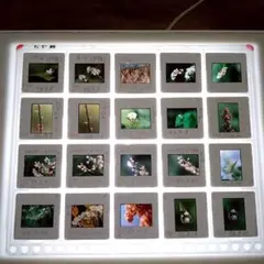 Item thumbnail for item 68a7fac3-3e45-43a5-b837-7aa1f0454361