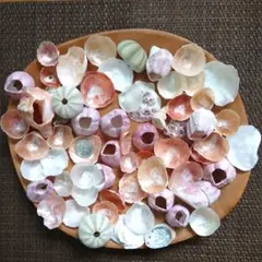 貝殻いろいろセット ハンドメイド素材