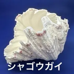 シャコガイ（シャゴウ貝）　インテリア　飾り物　　アクセサリー　オブジェ