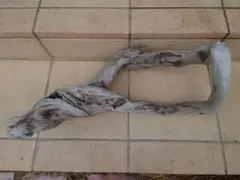 Item thumbnail for item eee5293f-655e-4044-8cad-931aa6115407