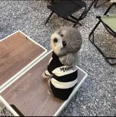 犬服ニット Sサイズ 新品未使用