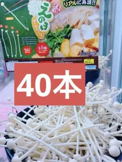 えのき　ボールチェーン　キーホルダー　大量