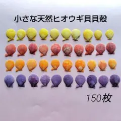 ヒオウギ貝/貝殻/150枚