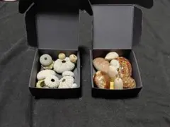 ②貝殻セット（ウニの殻とタカラガイのハンドメイド素材）