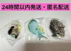 鳥羽水族館　パネルスタンド　ラッコ　ジュゴン　スナドリネコ　アクスタ