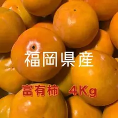 お待たせいたしました!福岡県産 富有柿 4Kg