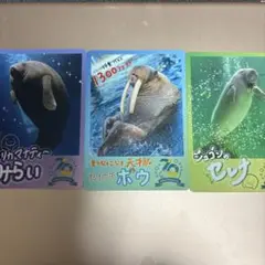 鳥羽水族館 コレクションカード