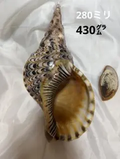 貝殻(沖縄の青い海の宝) ホラ貝蓋付