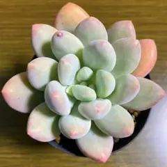 レア❣️フレーヌ 抜き苗
