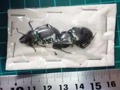 アメリカのゴミムシ2頭