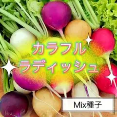 ★彩ラディッシュ★ Mix種子2㎖330円 6色二十日大根の種 カラフル西洋野菜