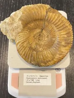 アンモナイト❤️ジュラ紀❤️原石 天然石 鉱物 化石