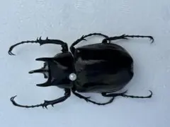 コーカサスオオカブト