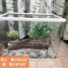 水槽の中で貼える流木