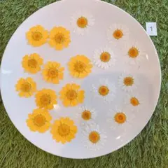 押し花　ノースポールとムルチコーレセット①