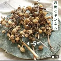 ドライフラワー　月桃の実4本とギンネム　花材　リース　木の実　ハロウィン　パーツ