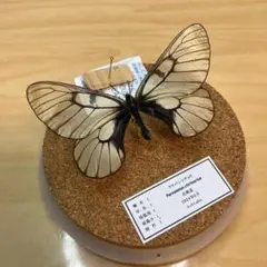 【昆虫標本】ウスバシロチョウ　ガラスケース入り