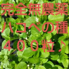 Item thumbnail for item 0f129dc2-5ea5-4546-a906-6180ec495f5a