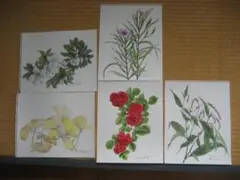 原画　季節の草花（その１３）水彩画５点
