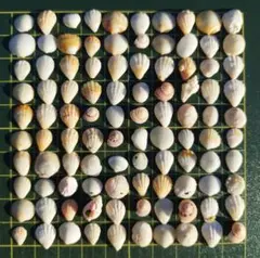 貝殻　ちっこいちまちまセット　100個ミックス【141】