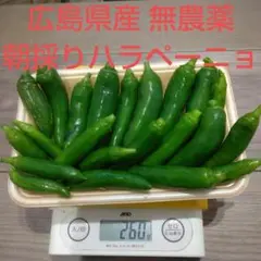 広島県産 無農薬 朝採りハラペーニョ