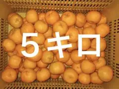 美味い!味良し!ポンカン 5キロ 伊豆名産品 参