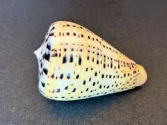 ダイミョウイモ 7.28cm 貝殻