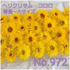 ヘリクリサム　コロロ　NO.972 ドライフラワー